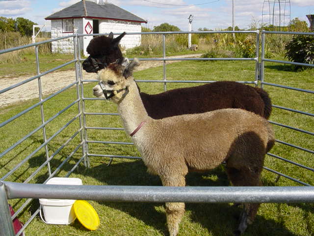 alpacas1.jpg
