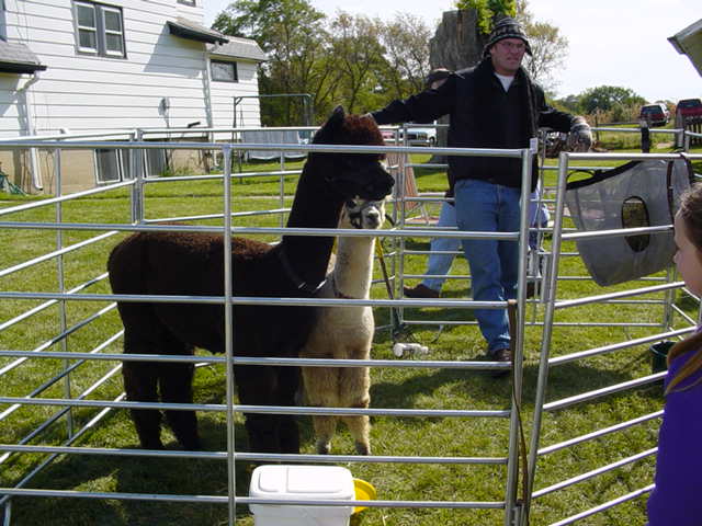 alpacas2.jpg