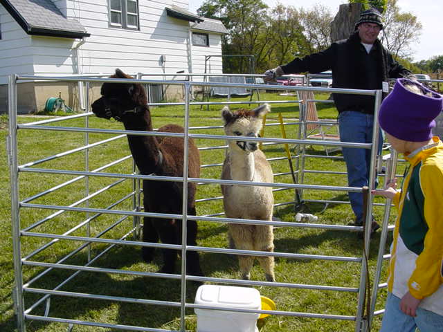 alpacas3.jpg