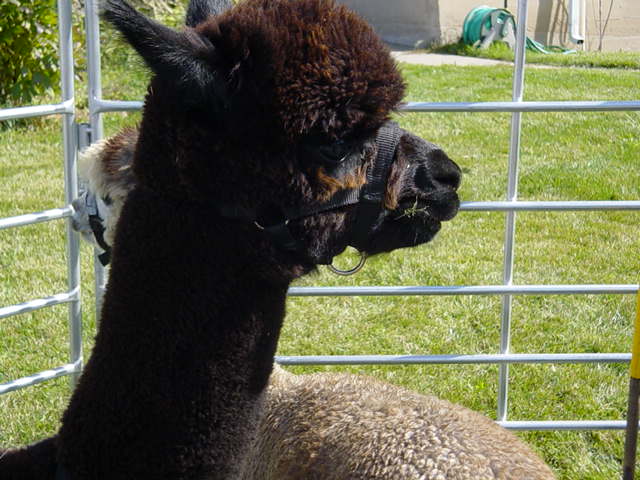 alpacas4.jpg
