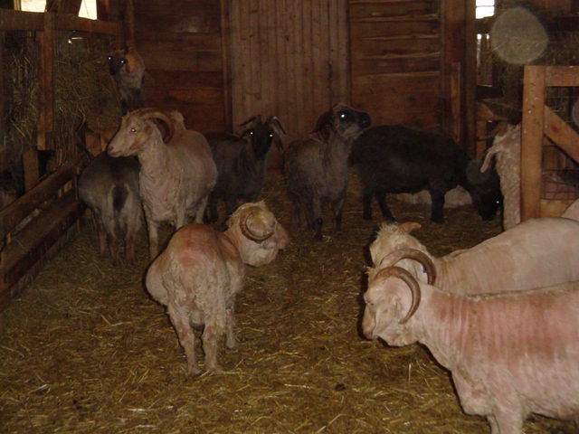 coldgoats.jpg