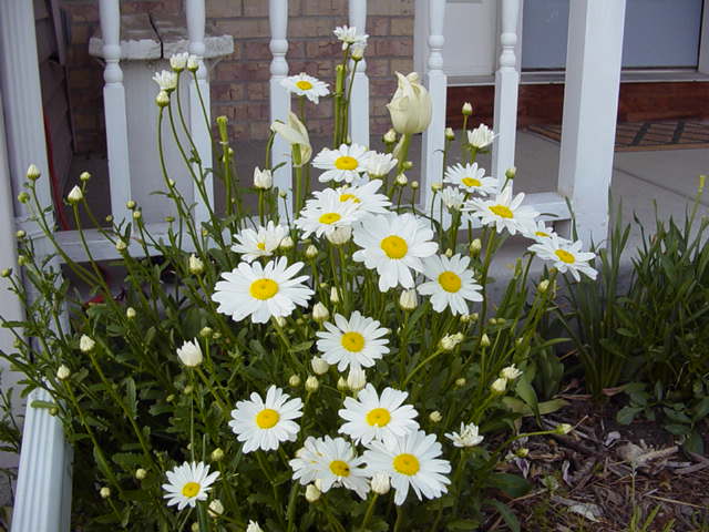 daisies.jpg
