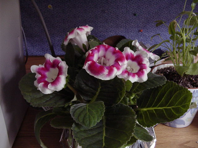 gloxinia.jpg