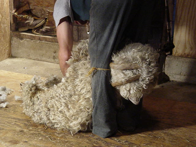 goat1.jpg