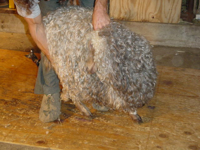goat6.jpg