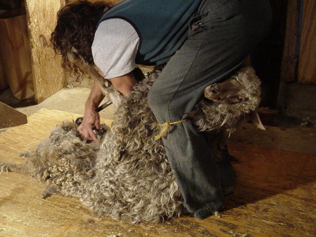 goat8.jpg